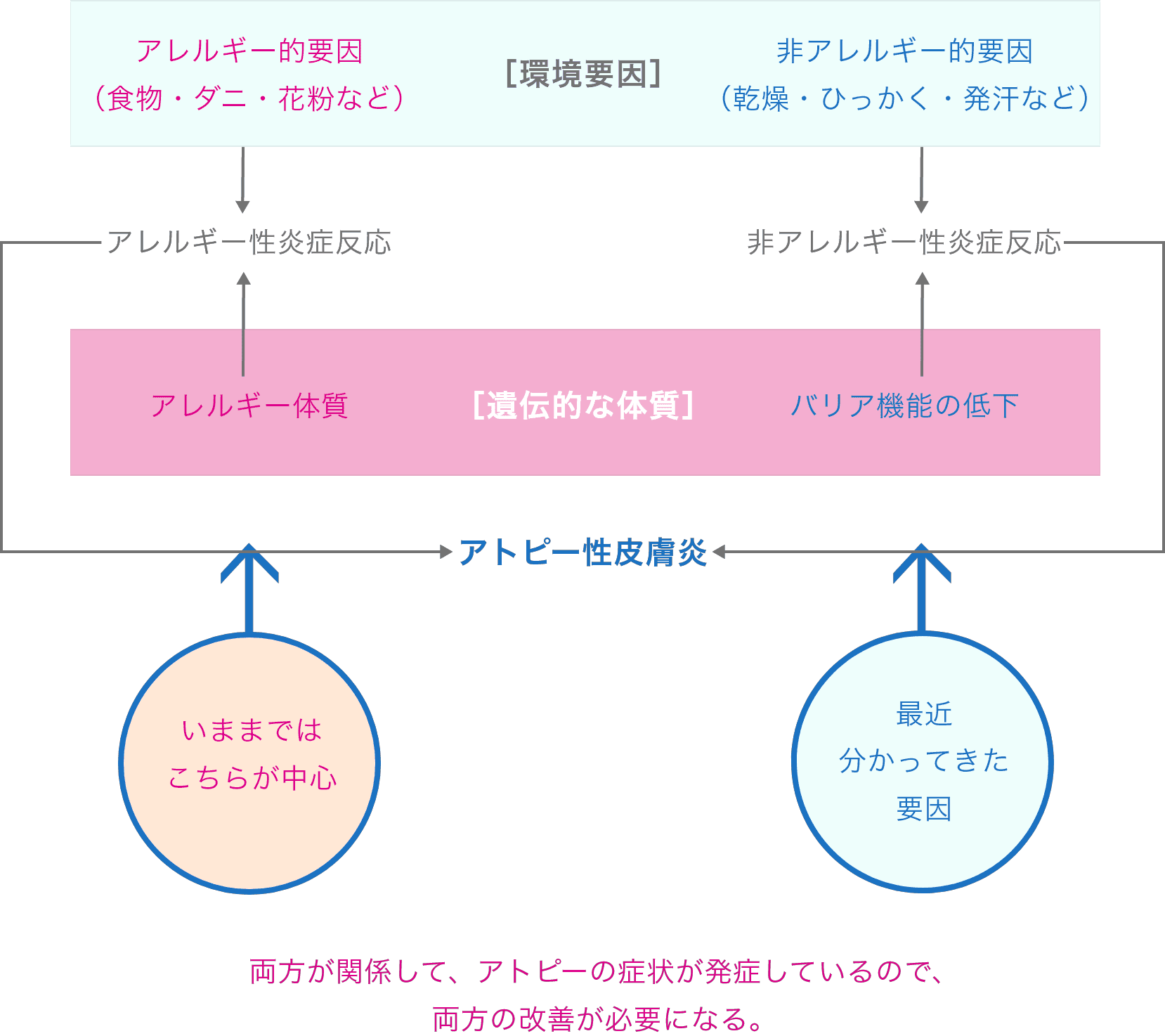 アトピー性皮膚炎発症のメカニズム