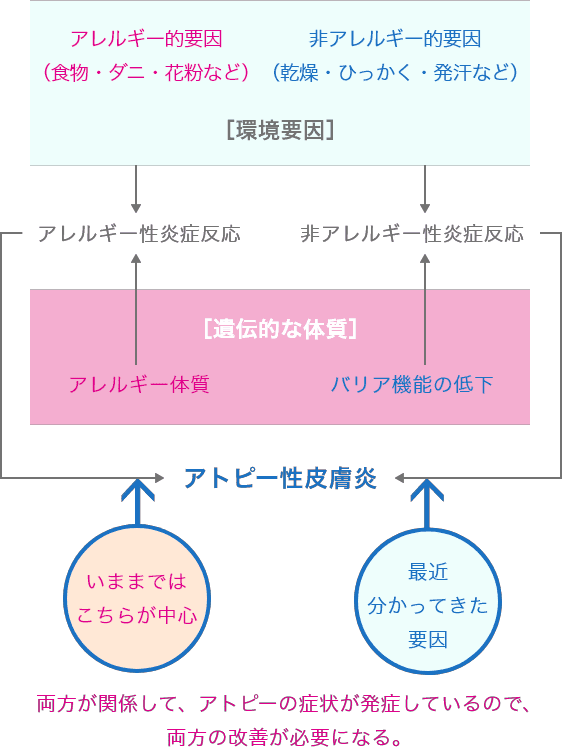 アトピー性皮膚炎発症のメカニズム